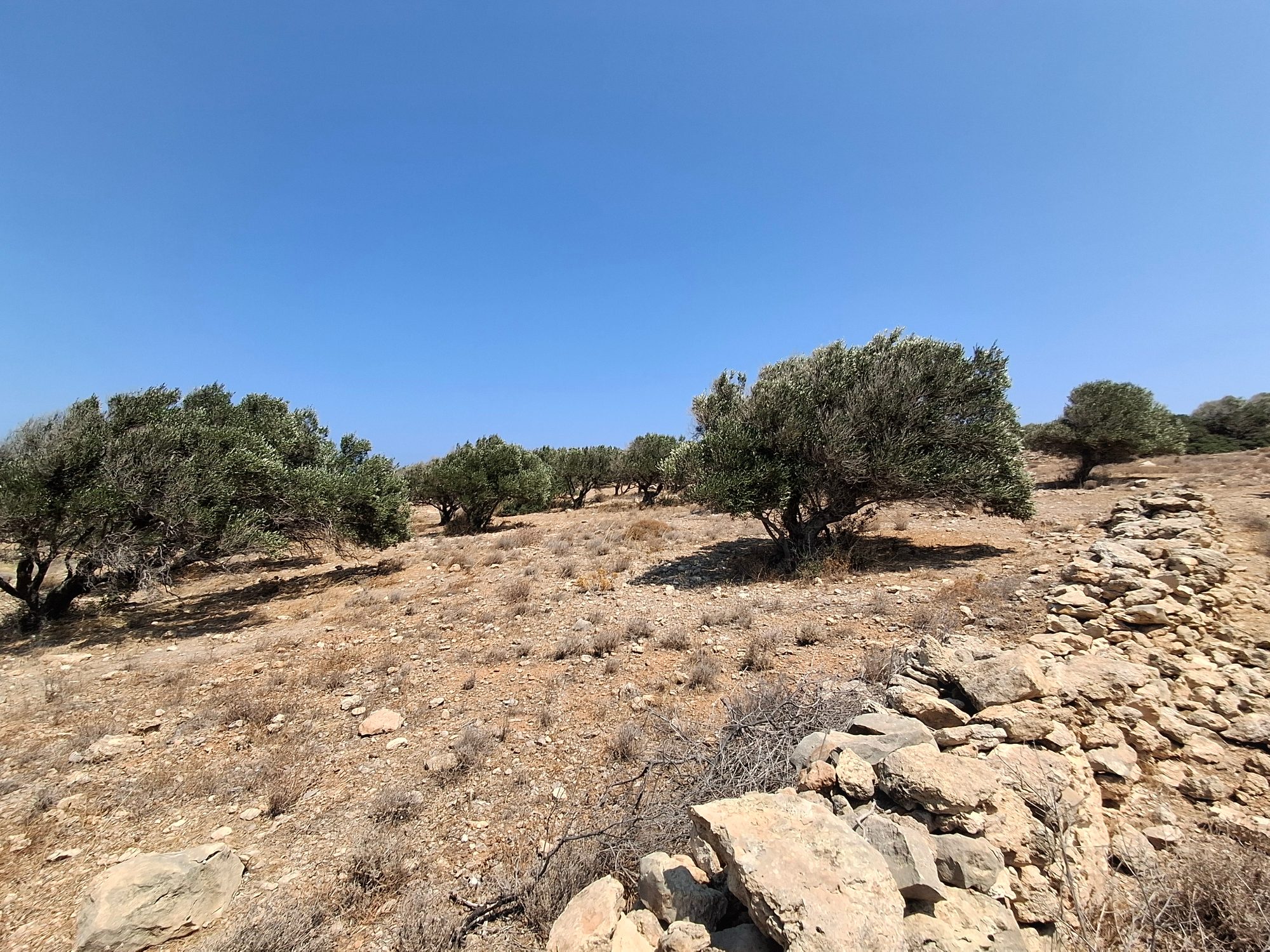 Οικοδομήσιμο οικόπεδο στον Μυρωνικήτα Λασιθίου
